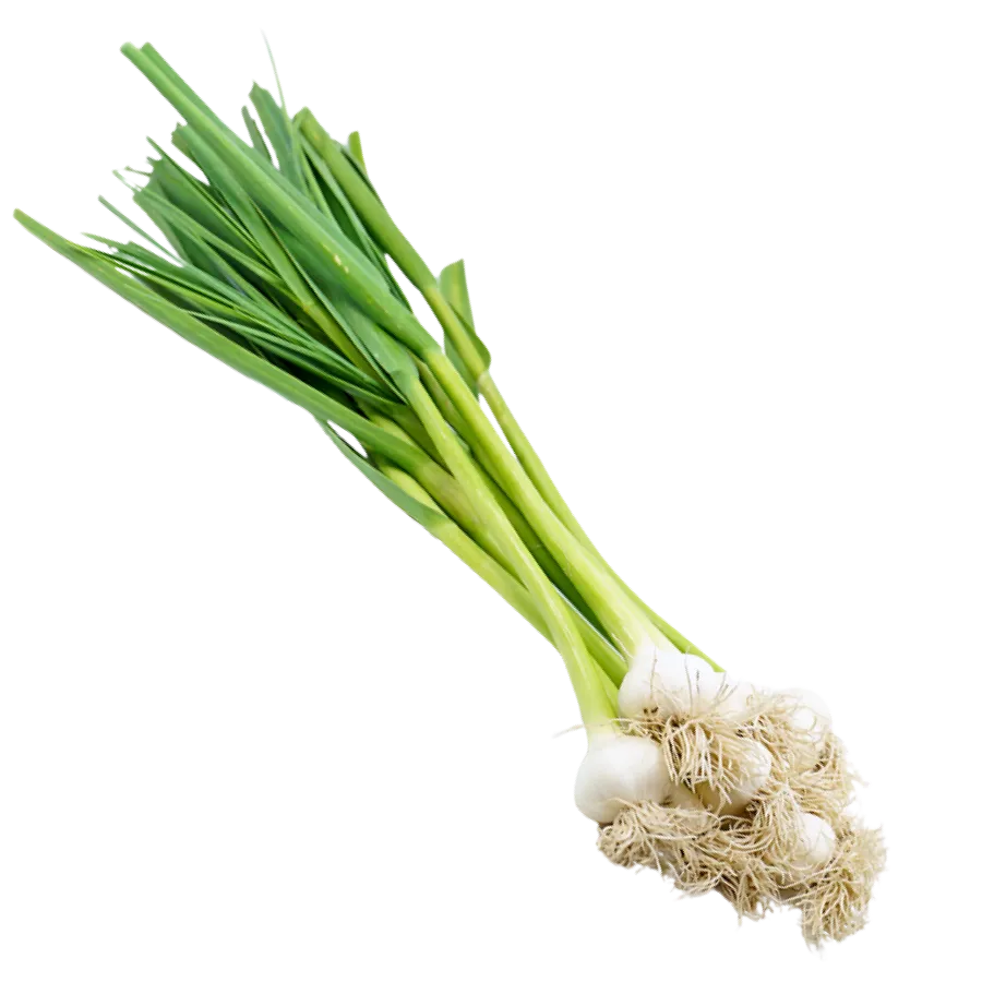 Green Garlic [हरियो लसुन] Thulo Mutha, per bunch